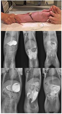 Radiographic Imaging to Evaluate Food Passage Rate in Preterm Piglets as a Model for Preterm Infants